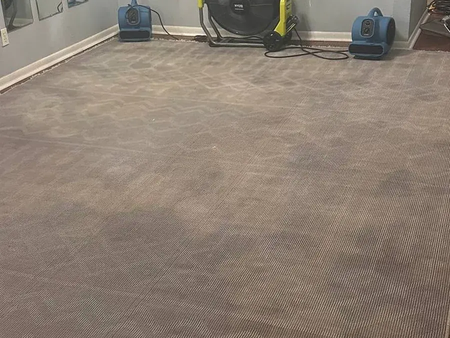 Back of the rug after urine and odor removal, with air movers in the room