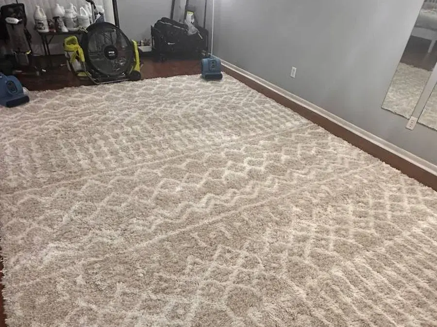 The same 10x14 shag rug after pet urine removal, drying with air movers and a fan