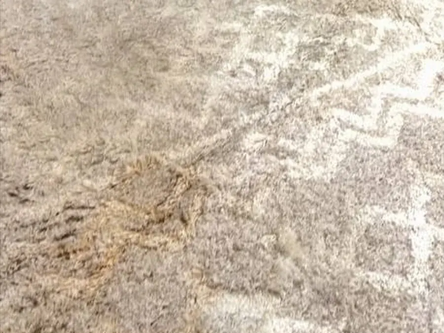 Close-up of a cream shag area rug with pet urine stains in the pile before cleaning
