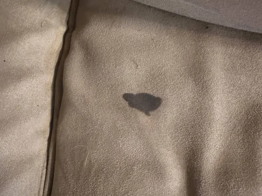 Close-up of a dark oily stain on a tan microsuede seat cushion before cleaning