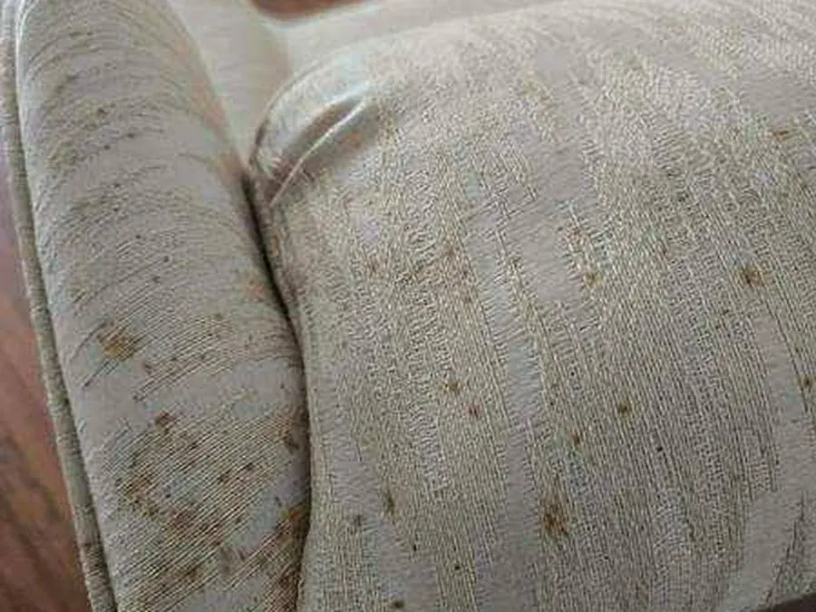 Close-up of rust-colored spots on the arm of a cream wingback chair before cleaning